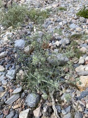 Cryptantha nevadensis