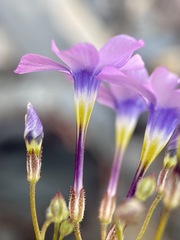 Gilia cana
