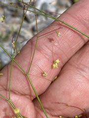 Eriogonum trichopes