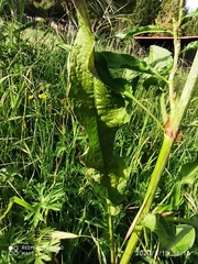 Rumex crispus