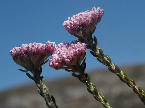 Metalasia cymbifolia Harv.
