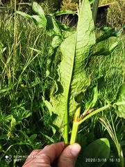 Rumex crispus