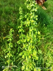 Rumex crispus