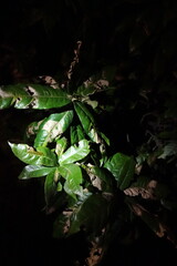 Quercus humboldtii