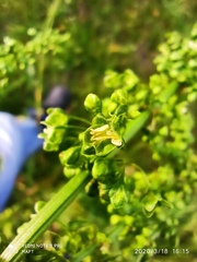 Rumex crispus