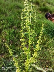 Rumex crispus