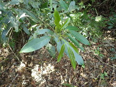Turpinia ternata