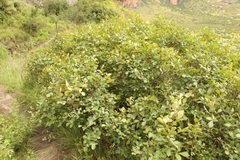 Searsia divaricata