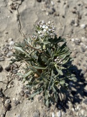 Lepidium montanum