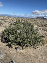 Lycium pallidum oligospermum