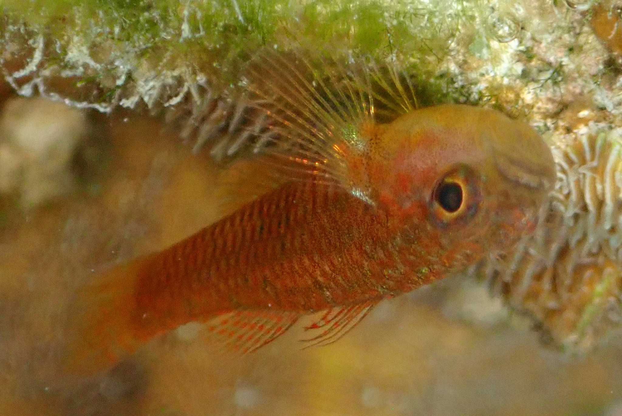 Redspot Dwarfgoby photo 3
