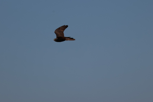 Brown Falcon