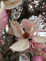 Magnoliales