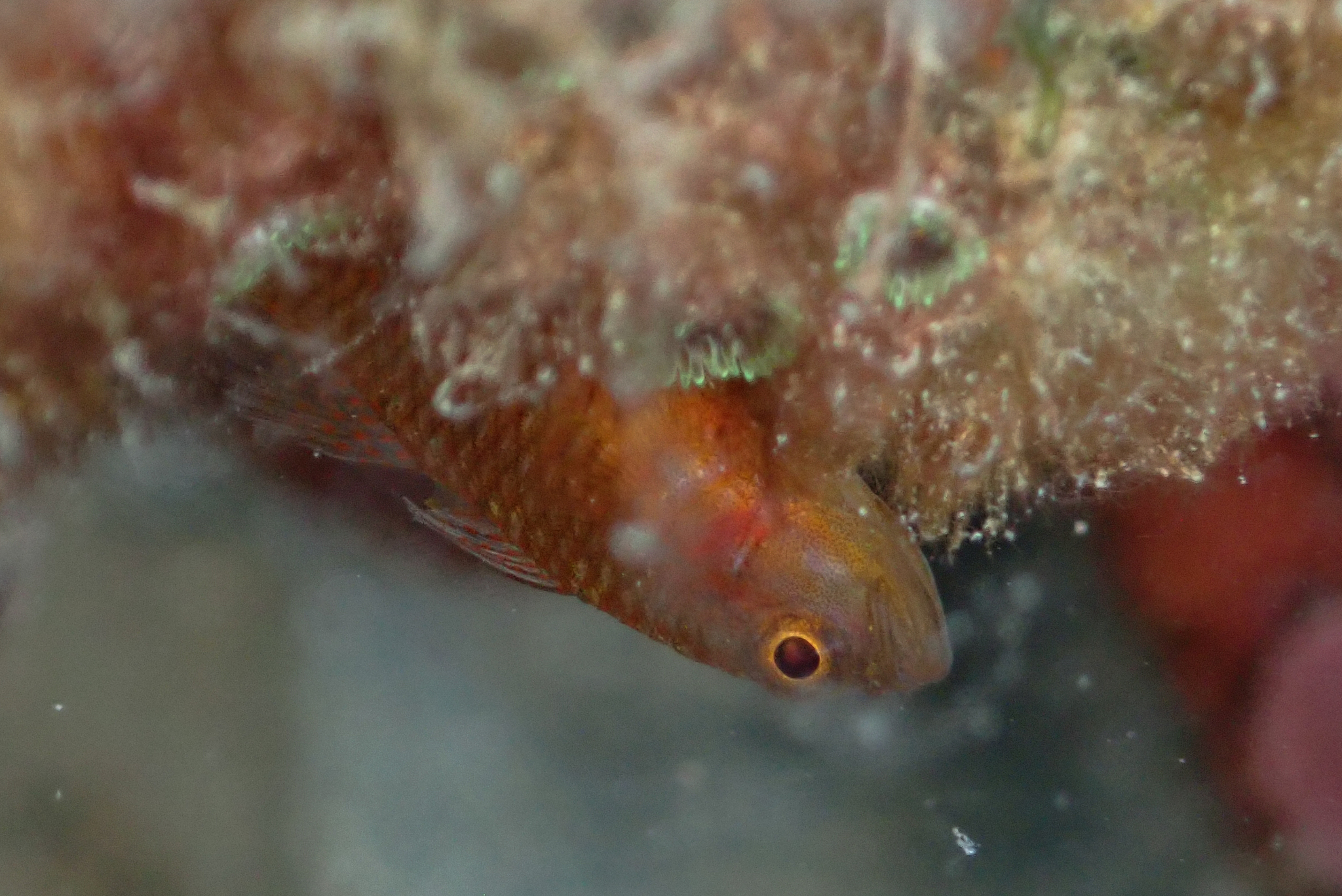 Redspot Dwarfgoby photo 4