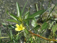 Ludwigia adscendens diffusa