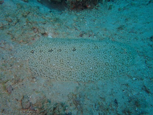 Finless sole (Pardachirus marmoratus) — Soleidae — 5