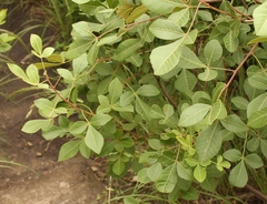Searsia divaricata