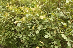 Searsia divaricata