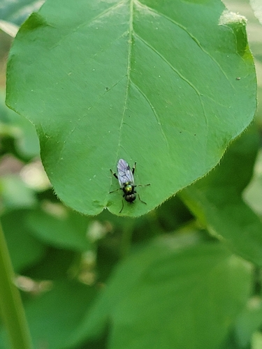 Actina viridis photo 3