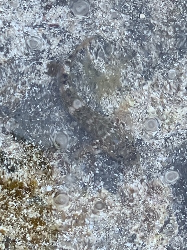 Mauligobius maderensis