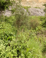 Plectranthus grallatus