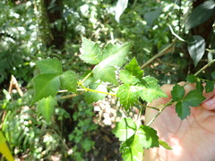 Eleutherococcus trifoliatus setosus