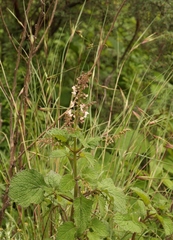 Plectranthus grallatus