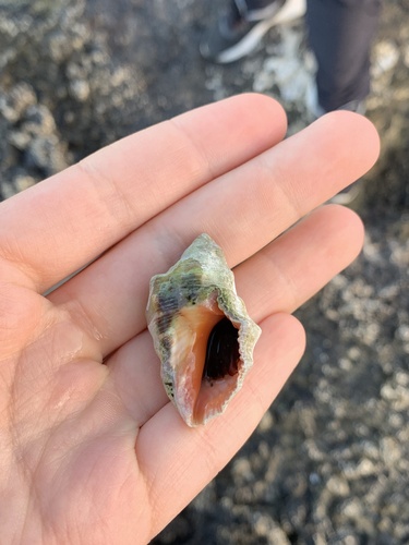 Stramonita haemastoma