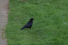 Corvus corone