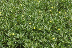 Ludwigia adscendens diffusa