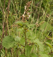 Plectranthus grallatus