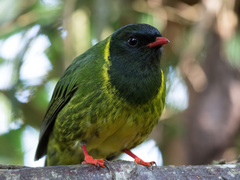 Green-And-Black Fruiteater photo 2