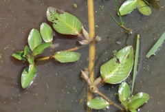 Ludwigia adscendens diffusa