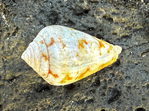 Conus guanche