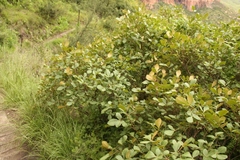 Searsia divaricata