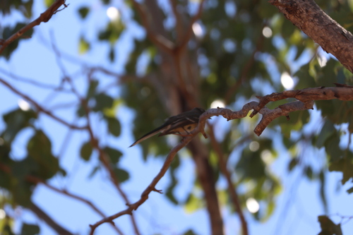 Grey Fantail
