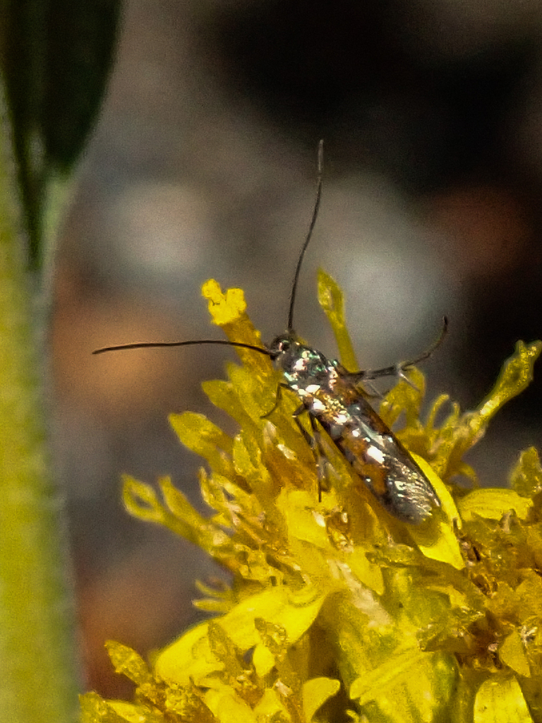 Embola from Lake Murray, San Diego, CA, USA on April 14, 2026 at 12:30 ...