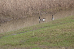 Branta canadensis