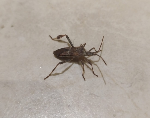 Western Conifer Seed Bug