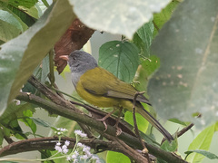 Cnemoscopus rubrirostris