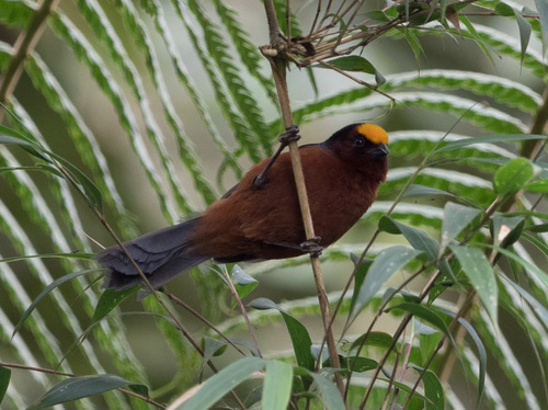 Plushcap (Catamblyrhynchus diadema), photo 8