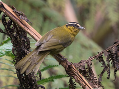 Kleinothraupis atropileus