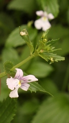 Nemesia rupicola