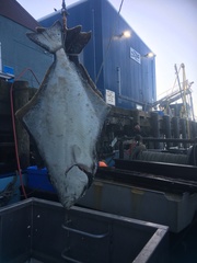 Hippoglossus stenolepis