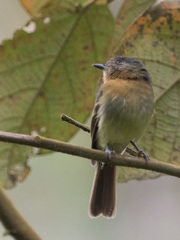 Leptopogon rufipectus