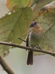 Leptopogon rufipectus