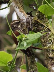 Margarornis squamiger
