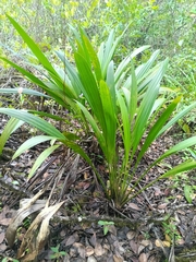 Jewel Orchid (Stelestylis)