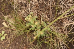 Psammotropha mucronata