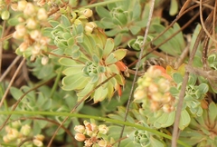 Psammotropha mucronata